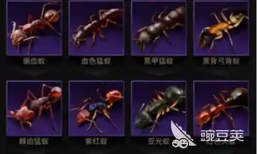 大家好，今天我将为大家详细介绍特化蚁的阵容搭配的问题。为了更好地呈现这个问题，我将相关资料进行了整理，现在就让我们一起来看看吧。