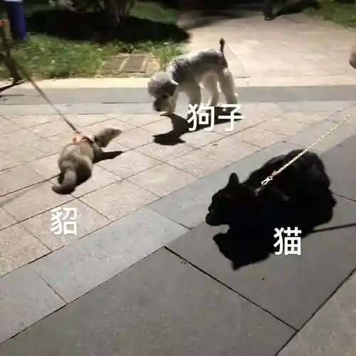 最佳遛狗阵容插图1