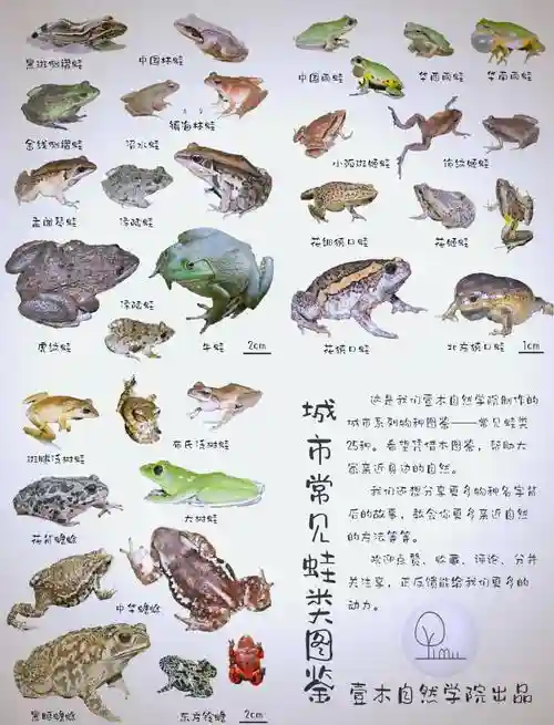 旅行青蛙珍稀图鉴攻略插图