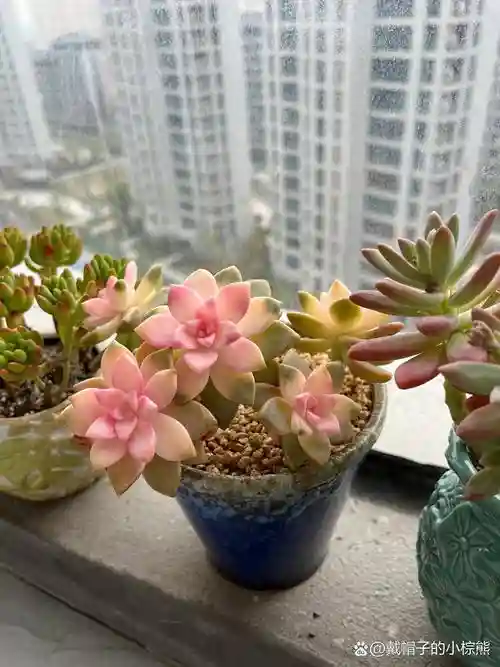 樱花小白阵容