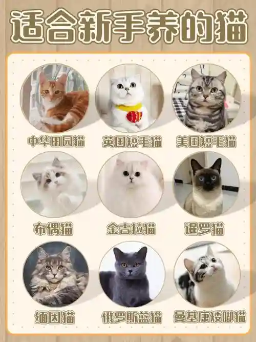 养猫阵容搭配_1