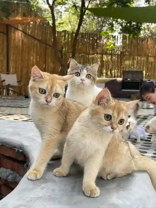 好友阵容小猫