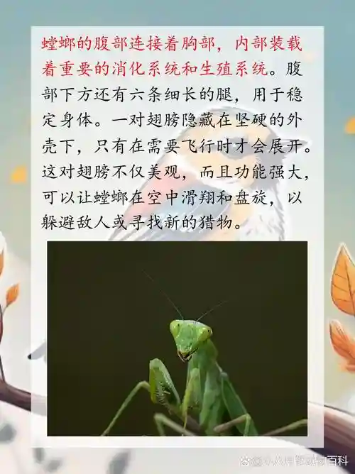 s8螳螂技能介绍