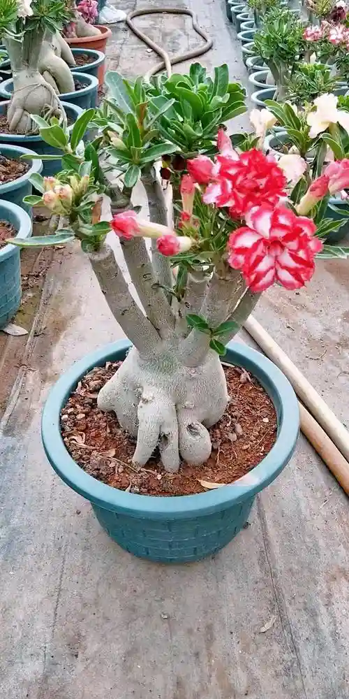 沙漠玫瑰阵容插图1