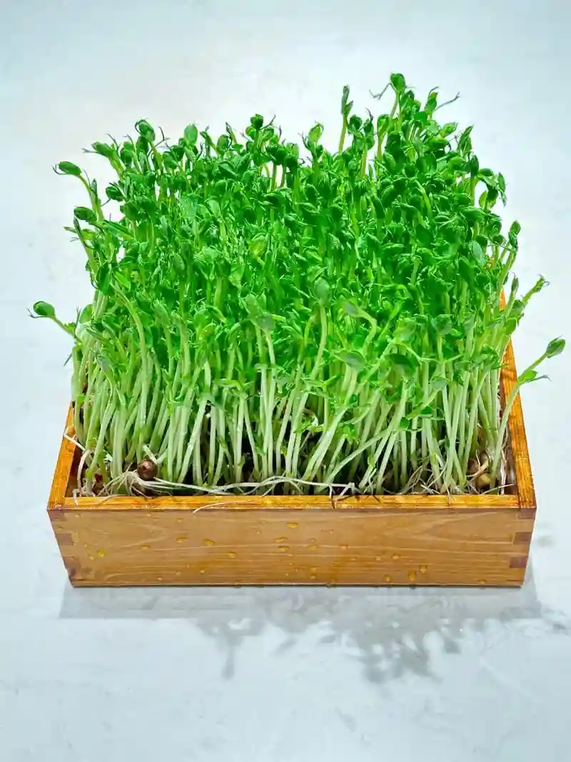 豆苗推荐阵容插图 豆苗推荐阵容插图