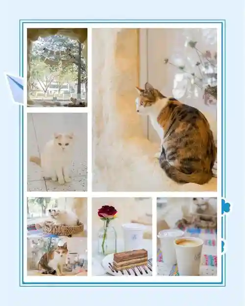 猫咖啡店食物攻略，咖啡猫咪店