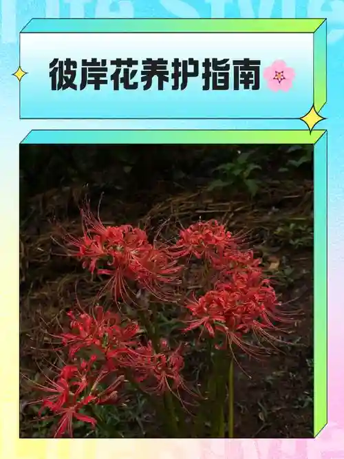 彼岸花必须升满技能吗，彼岸花要练吗插图