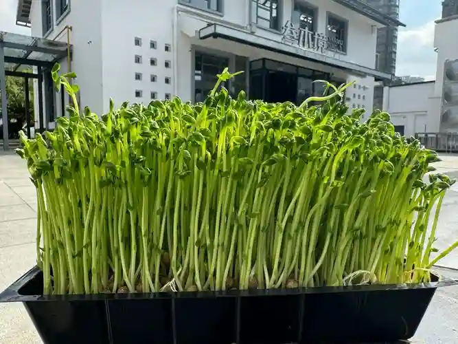 豆苗推荐阵容