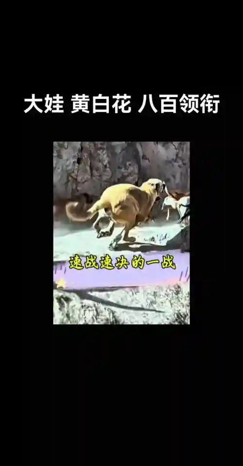 打野猪的最强阵容搭配,打野猪用什么狗组队最合适插图 打野猪的最强阵容搭配,打野猪用什么狗组队最合适插图