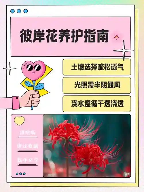 彼岸花必须升满技能吗，彼岸花技能选择插图1