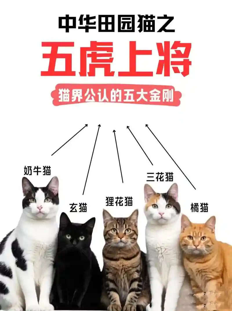 猫虎阵容搭配推荐，虎猫攻略插图